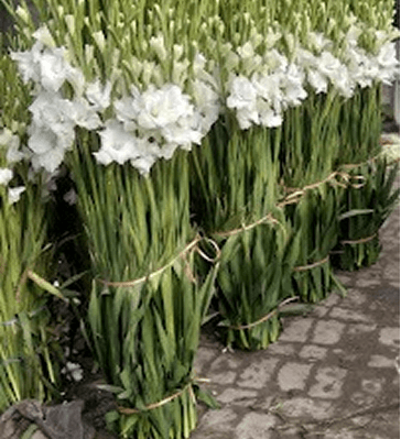 Eco-at-Heart-plastic-free-and-zero-waste-packaging1 (1)