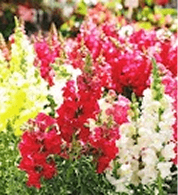 Eco-at-Heart-plastic-free-and-zero-waste-packaging1